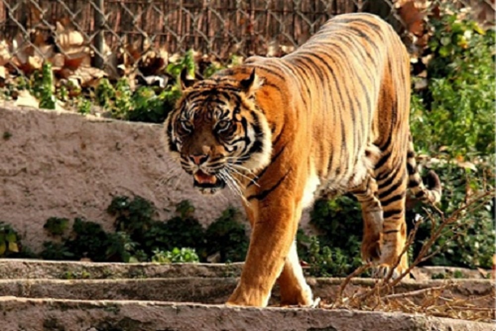 Zoológico de Barcelona - 1 dia Zoológico de Barcelona - 1 dia