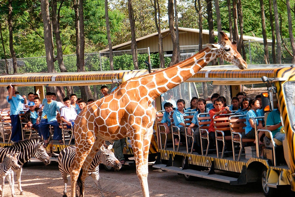 Chiang Mai Night Safari – 1 dia