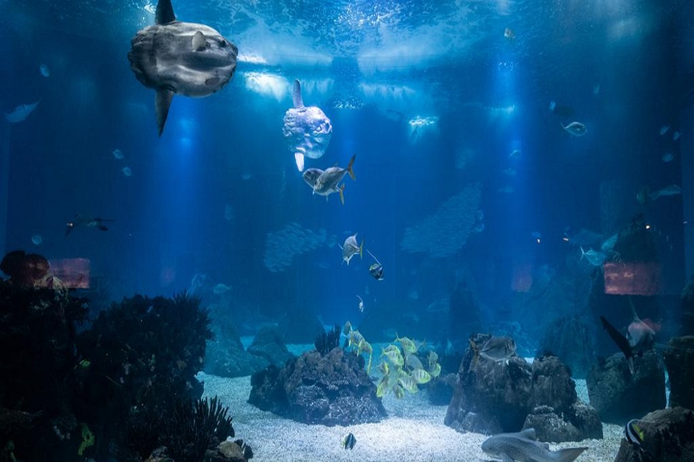 Oceanário de Lisboa - 1 dia