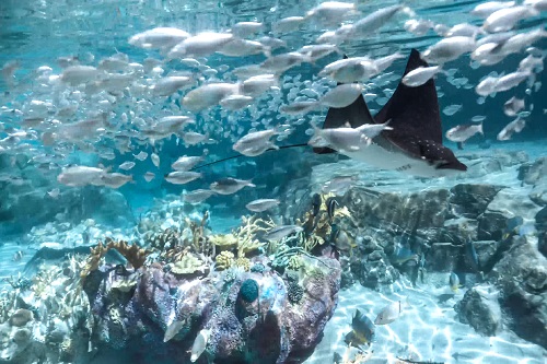 Black Friday Discovery Cove Ingresso de 1 dia