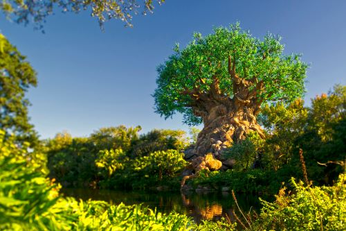Walt Disney World - Disney’s Animal Kingdom® Theme Park Ticket 1 dia