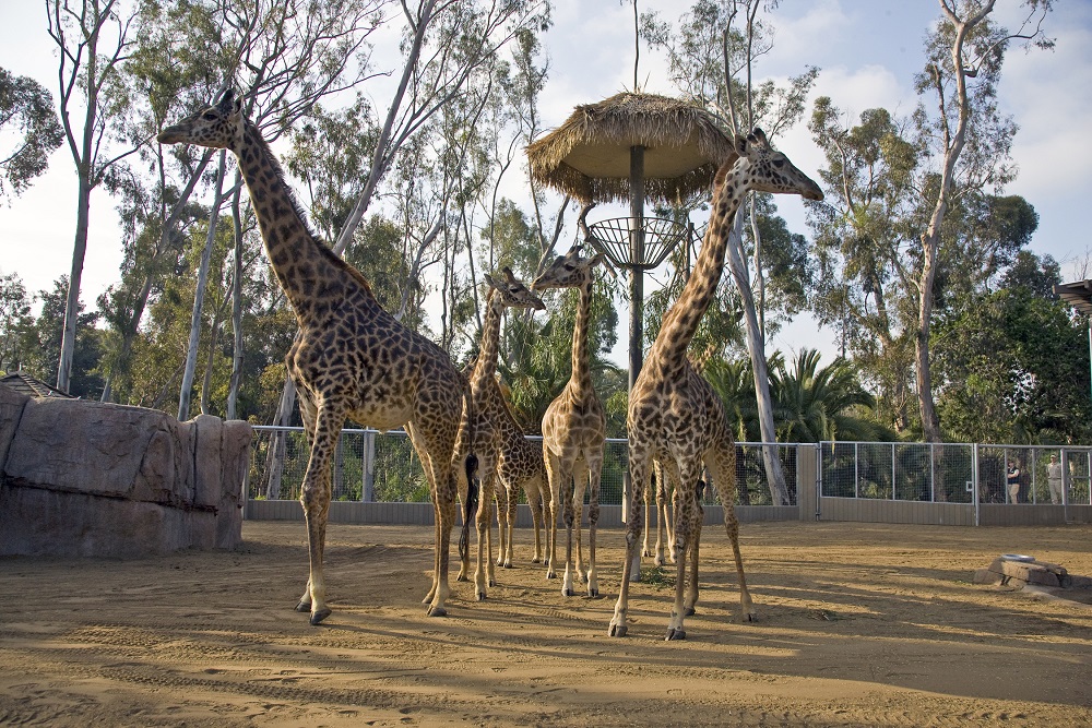 Zoológico de San Diego Ingresso de 01 Dia