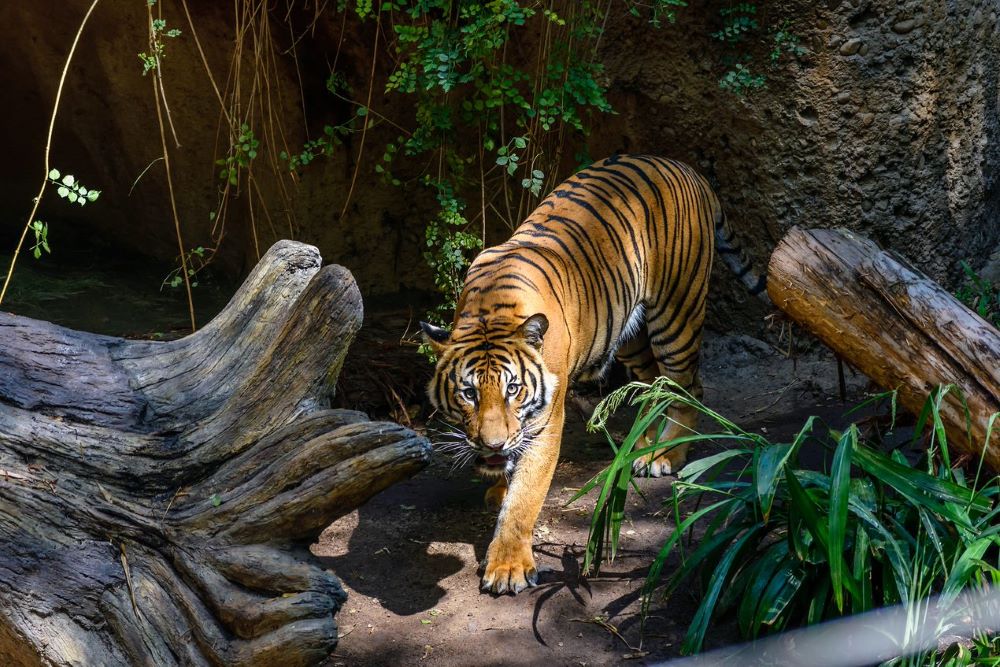 San Diego Zoo Safari Park Ingresso de 01 dia